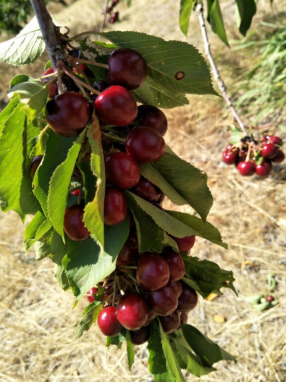 Cherry Festival 2019
