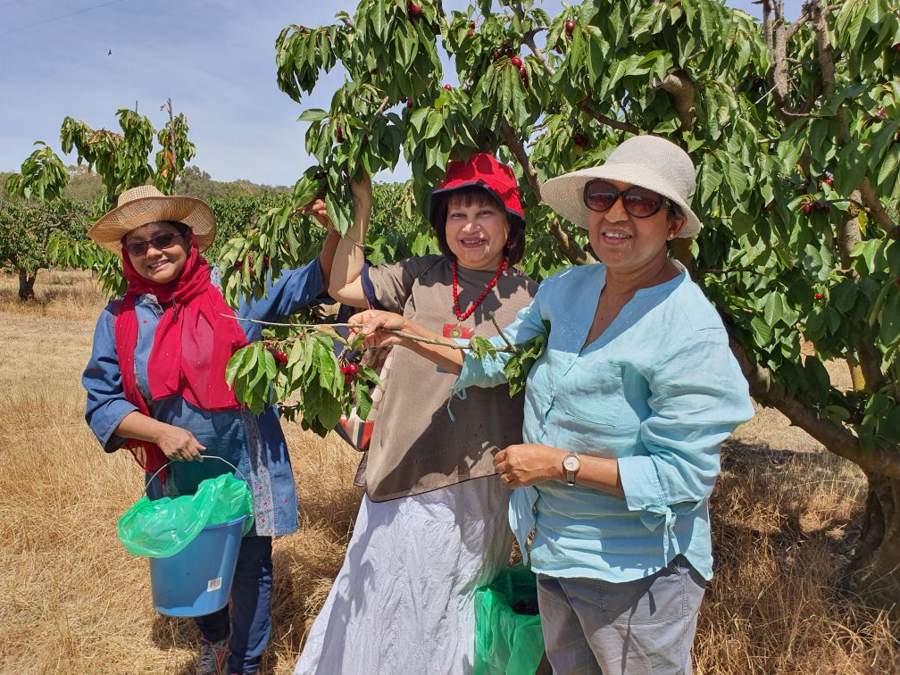 Cherry Festival 2019