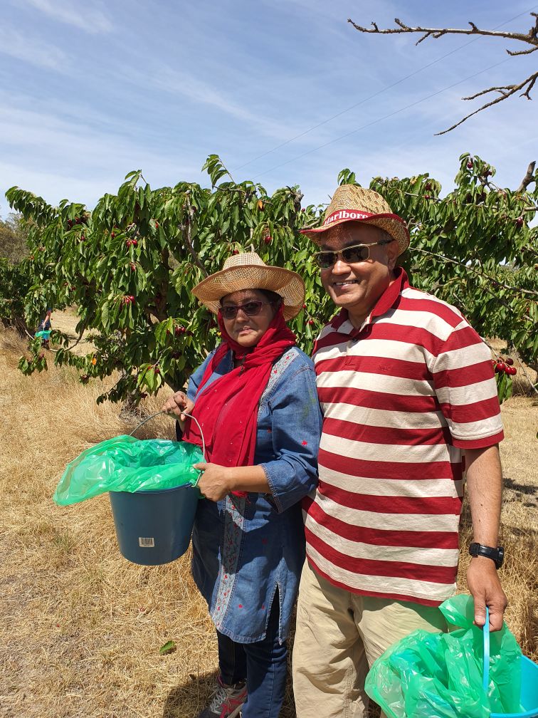 Cherry Festival 2019